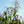 Load image into Gallery viewer, Flatlander Aji & Green Corn