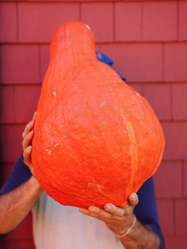 Fieldtrip Squash Amaro