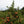 Load image into Gallery viewer, Mad King Hopped Apple Brandy
