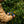 Load image into Gallery viewer, Sunrise Cairns Amaro