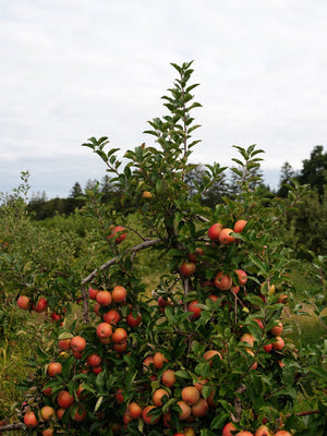 Mad King Hopped Apple Brandy