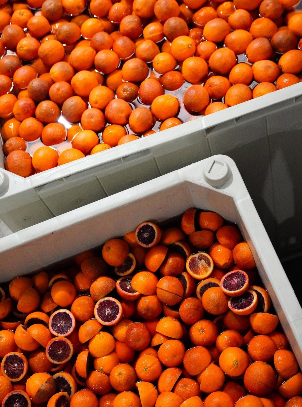 Citrus – mdcdropshop