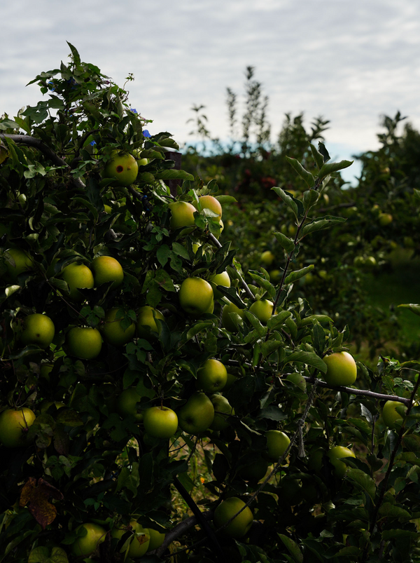 From The Coast Cider